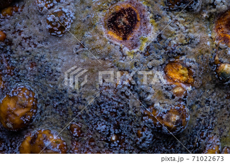 Black mold with spores on the surface. 71022673