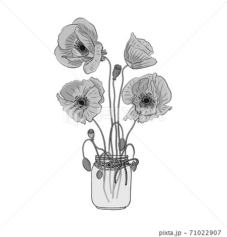 Hand drawn monochrome poppy flowers in mason jar clipart. Floral design element. Isolated on white background. Vector Hand drawn monochrome poppy flowers in mason jar clipart. Floral design element. Isolated on white background. Vector 71022907