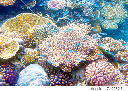 Big pack of tropical fishes over a coral reef Big pack of tropical fishes over a coral reef 71023274
