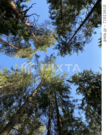 Looking up Green forest. Trees with green Leaves, blue sky and sun light. Bottom view background 71023610