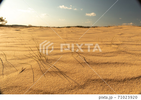 Sand waves in the desert. Bushes in the sand. Ukrainian nature. 71023920