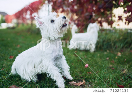 A pair of lovely west highland white terrier walk in the yard on the green grass in Sunny autumn weather. A pair of lovely west highland white terrier walk in the yard on the green grass in Sunny autumn weather. 71024155