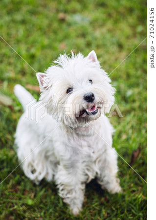 Lovely west highland white terrier walk in the yard on the green grass in Sunny autumn weather. 71024156
