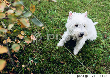 Lovely west highland white terrier walk in the yard on the green grass in Sunny autumn weather. 71024158