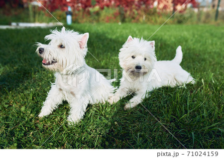 A pair of lovely west highland white terrier walk in the yard on the green grass in Sunny autumn weather. 71024159