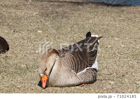 Wild Goose playing in the Ta-Ha-Zouka Park  71024185