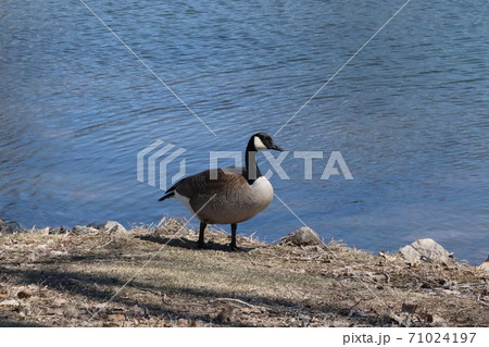 Wild Goose playing in the Ta-Ha-Zouka Park  71024197