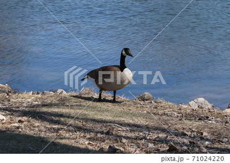 Wild Goose playing in the Ta-Ha-Zouka Park Wild Goose playing in the Ta-Ha-Zouka Park 71024220