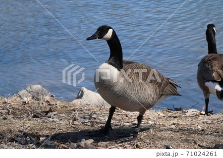 Wild Goose playing in the Ta-Ha-Zouka Park  71024261