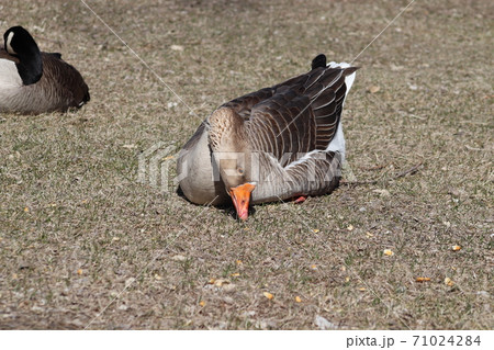 Wild Goose playing in the Ta-Ha-Zouka Park Wild Goose playing in the Ta-Ha-Zouka Park 71024284