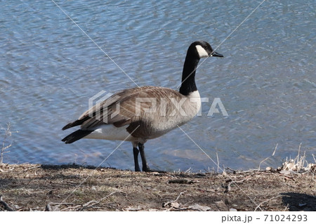 Wild Goose playing in the Ta-Ha-Zouka Park  71024293