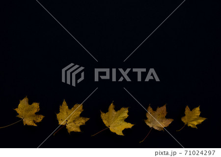 Autumn maple leaves. Autumn maple leaves. 71024297