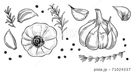 Garlic hand drawn vector illustration set. Isolated garlic, cloves, rosemary and black pepper. Engraved style vector. Garlic and spices. Detailed hand drawn set. Garlic hand drawn vector illustration set. Isolated garlic, cloves, rosemary and black pepper. Engraved style vector. Garlic and spices. Detailed hand drawn set. 71024337