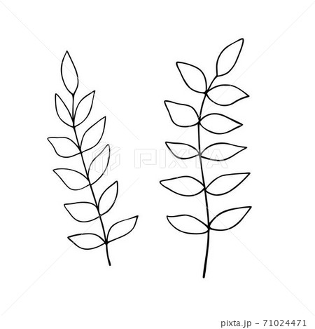 Leaves simple outline vector minimalist concept illustration, thin line hand drawn floral branch, element for invitations, greeting cards, booklet design 71024471