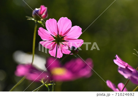 宇治植物園 71024692