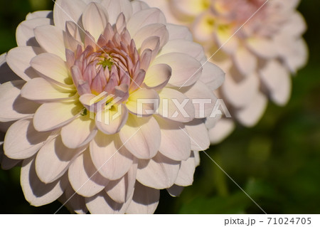 宇治植物園 宇治植物園 71024705