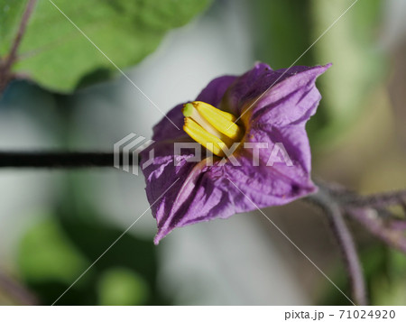 秋咲き茄子の花 71024920