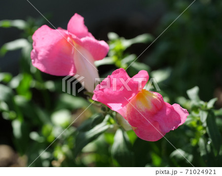 いいねにみえる金魚草 71024921