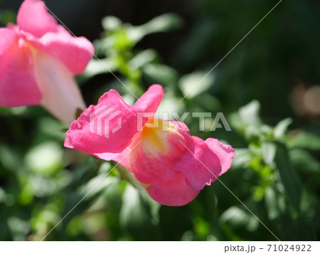 いいね！に見える金魚草 71024922