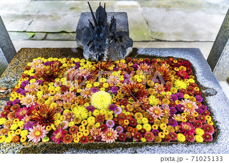 鮮やかな花手水（菊手水）　福島県二本松市 71025133