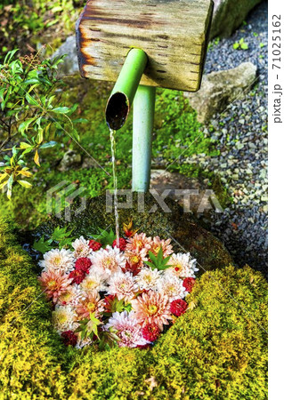 鮮やかな花手水（菊手水）　福島県二本松市 71025162