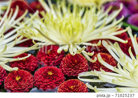 鮮やかな花手水（菊手水）　福島県二本松市 71025237