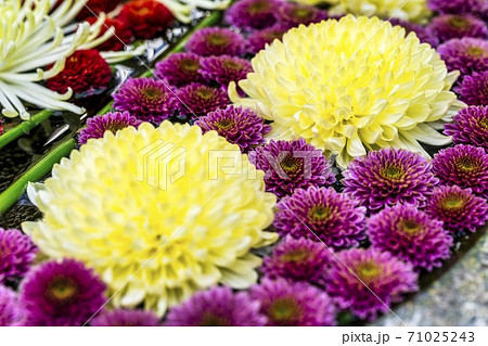 鮮やかな花手水（菊手水）　福島県二本松市 71025243