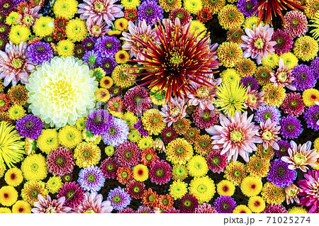 鮮やかな花手水 菊手水 福島県二本松市の写真素材