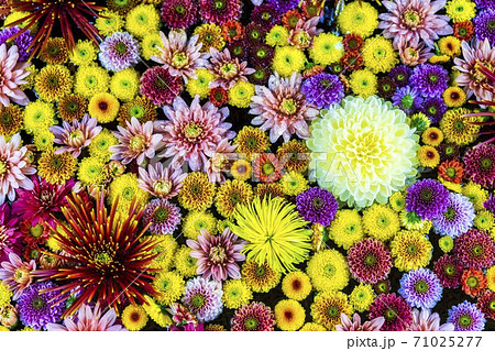 鮮やかな花手水（菊手水）　福島県二本松市 71025277