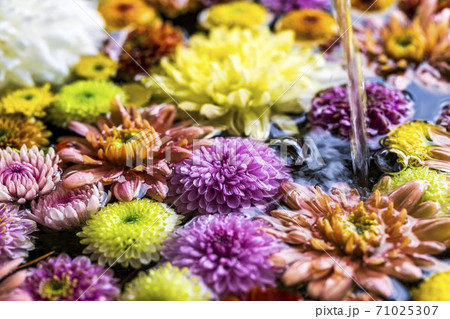 鮮やかな花手水（菊手水）　福島県二本松市 71025307