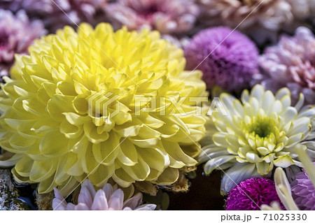 鮮やかな花手水（菊手水）　福島県二本松市 71025330