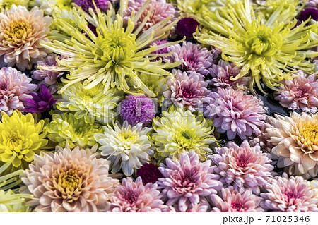 鮮やかな花手水(菊手水) 福島県二本松市 鮮やかな花手水(菊手水) 福島県二本松市 71025346