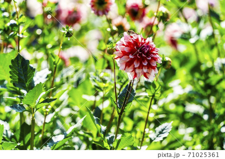 鮮やかに咲いたダリヤ　山形県川西町 71025361