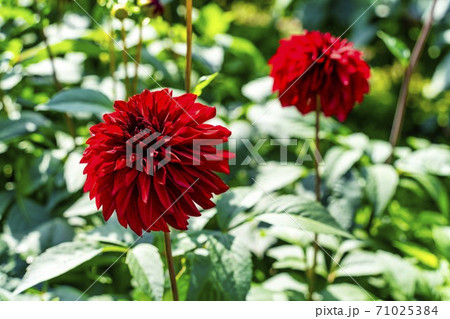 鮮やかに咲いたダリヤ　山形県川西町 71025384