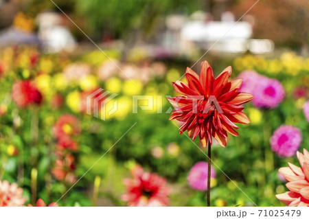 鮮やかに咲いたダリヤ 山形県川西町 鮮やかに咲いたダリヤ 山形県川西町 71025479