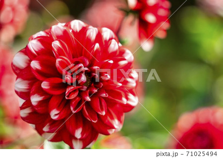 鮮やかに咲いたダリヤ　山形県川西町 71025494