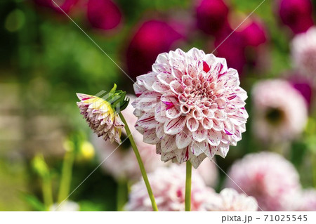 鮮やかに咲いたダリヤ　山形県川西町 71025545