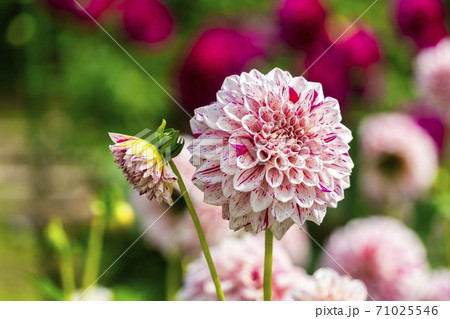 鮮やかに咲いたダリヤ　山形県川西町 71025546