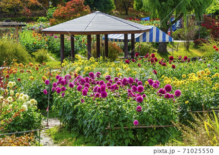 鮮やかに咲いたダリヤ 山形県川西町 鮮やかに咲いたダリヤ 山形県川西町 71025550