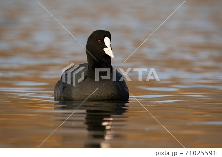 Eurasian coot floating on water in autumn nature. Eurasian coot floating on water in autumn nature. 71025591