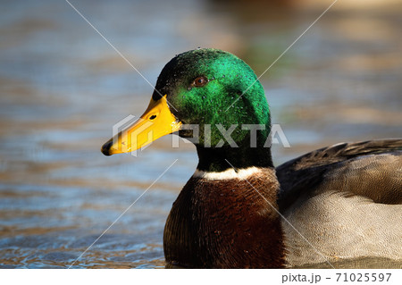 Mallard floating on blue river in springtime nature. 71025597