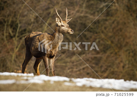 Young red deer standing on meadow in winter nature 71025599
