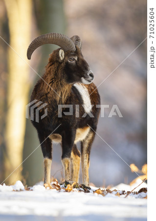 Mouflon ram standing in forest in wintertime nature. 71025604