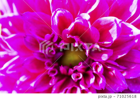 鮮やかに咲いたダリヤ　山形県川西町 71025618