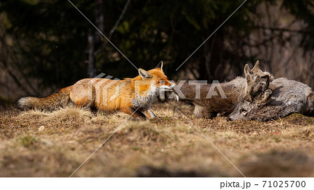 Red fox tearing prey on field in autumn nature. Red fox tearing prey on field in autumn nature. 71025700