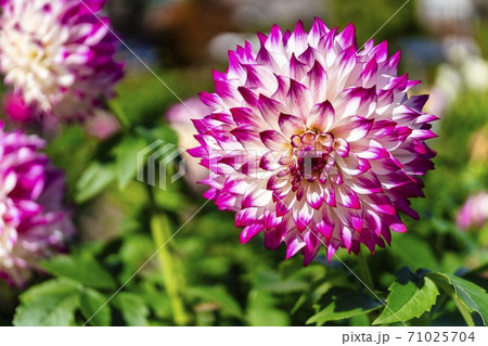 鮮やかに咲いたダリヤ　山形県川西町 71025704