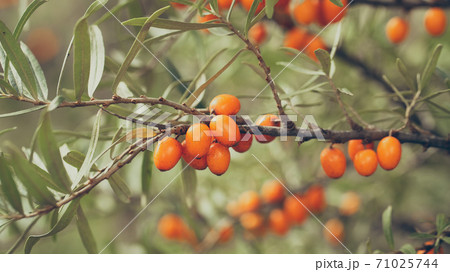 Sea-buckthorn orange berries growing on branch with green leaves Sea-buckthorn orange berries growing on branch with green leaves 71025744