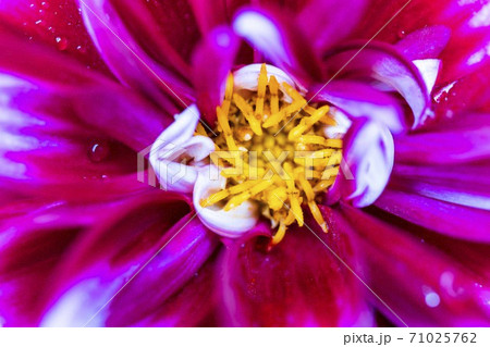 鮮やかに咲いたダリヤ　山形県川西町 71025762