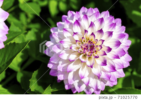 鮮やかに咲いたダリヤ　山形県川西町 71025770