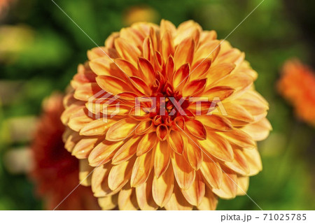 鮮やかに咲いたダリヤ 山形県川西町 鮮やかに咲いたダリヤ 山形県川西町 71025785